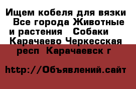 Ищем кобеля для вязки - Все города Животные и растения » Собаки   . Карачаево-Черкесская респ.,Карачаевск г.